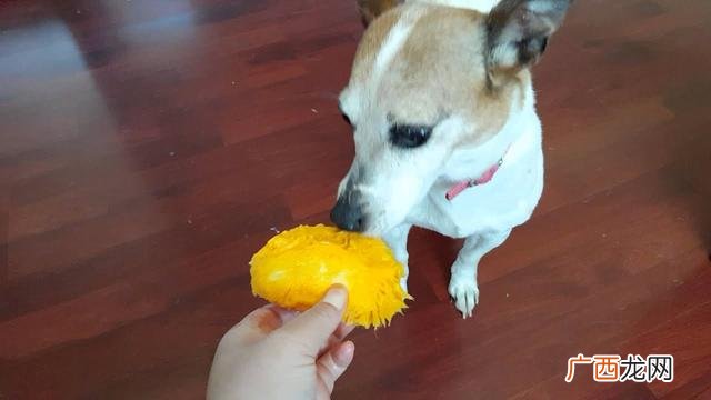 狗狗能吃芒果吗,马犬可以吃芒果吗？