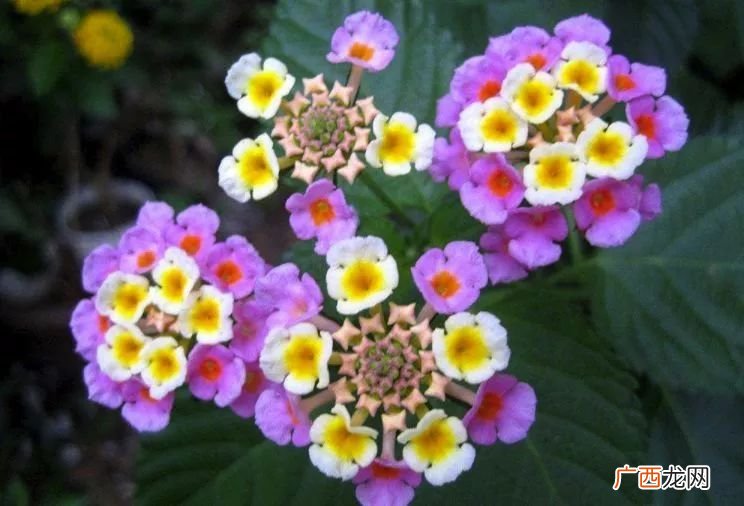 怎样养好吉祥如意花,吉祥花的养殖方法？