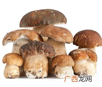 可以食用蘑菇的有那些,吃起来脆脆的菌菇是什么菌？