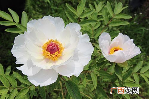 油牡丹和观赏牡丹怎么区分,白色的牡丹花像什么？