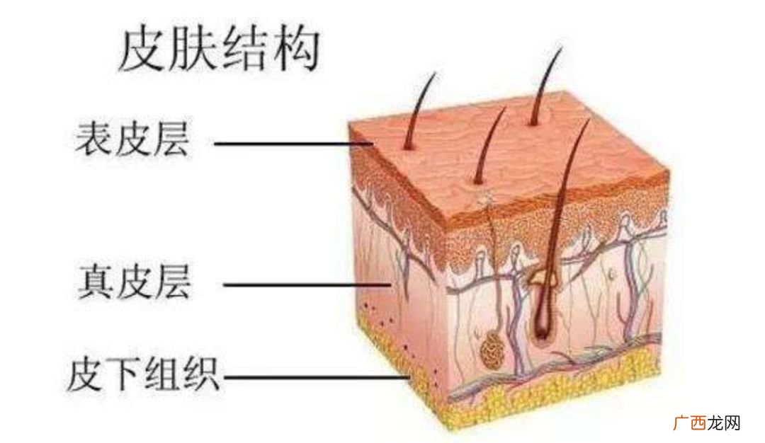 皮肤分为哪几层,人体有几层组成？