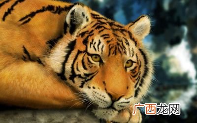 1986年属虎是什么命,1986年腊八出生的属什么？
