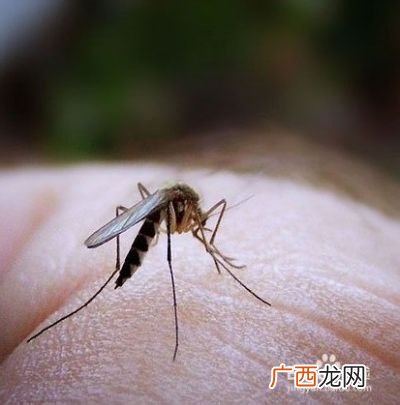 什么样的人招蚊子,为什么有的人招蚊子,有的人不招?怎样避免招蚊子呢?