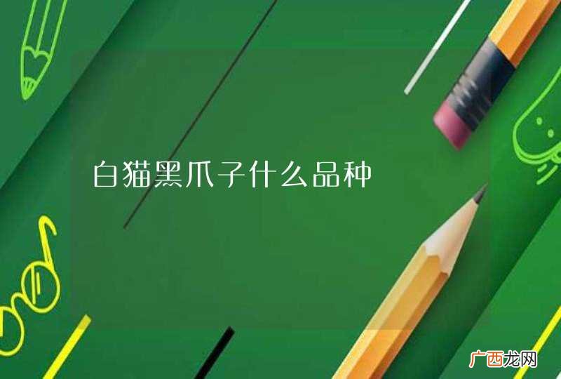 白猫黑爪子什么品种