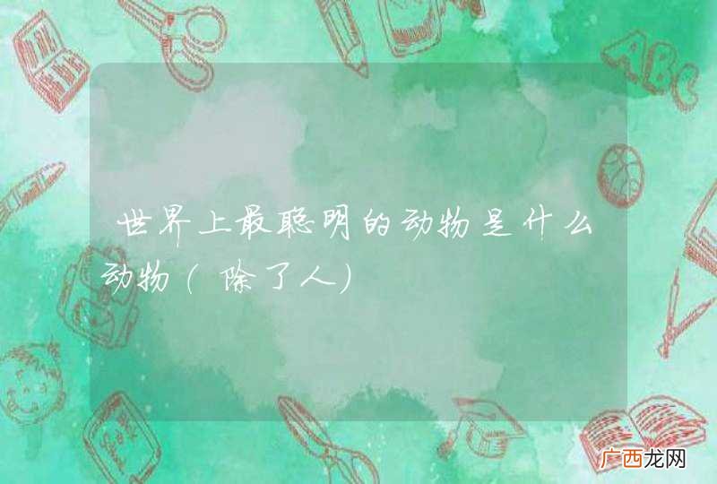 除了人 世界上最聪明的动物是什么动物