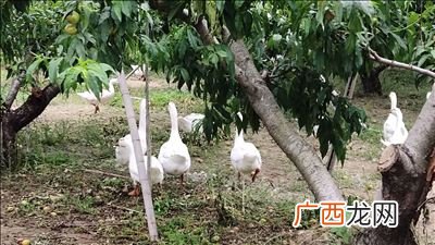 桃和鹅是什么梗,皖西白鹅的传说？
