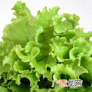孕妇能吃生菜吗,怀孕很少吃青菜好不好？怀孕之后就想吃肉，对蔬菜一直不感兴趣？