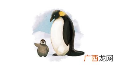 企鹅英文怎么读,企鹅的英语单词怎么写？