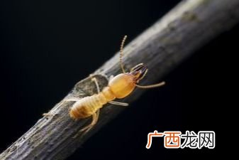 家里有白蚁怎么办,我家有白蚁~怎么办？
