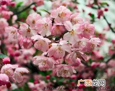 北方木本花卉有哪些,有什么适宜北方生长的开红花的木本植物？