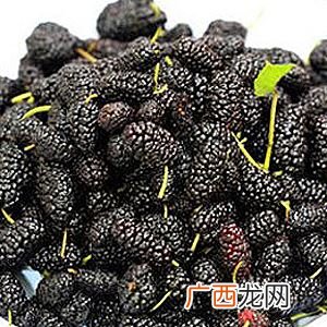 桑葚干怎么吃,桑葚干的吃法？