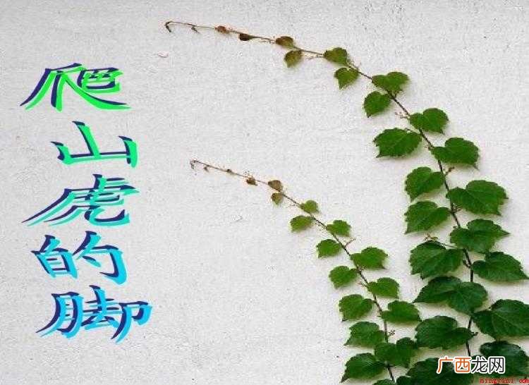 《爬山虎的脚》教案教学目标是什么
