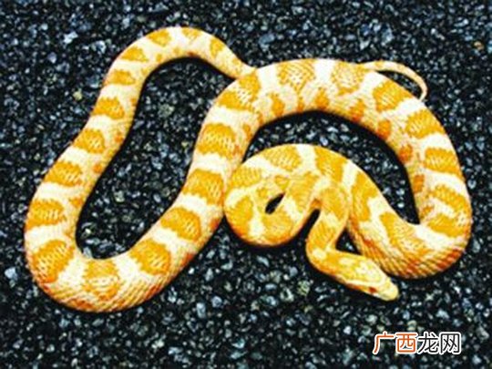 牛奶蛇和玉米蛇是否有毒,赤链蛇最怕什么？