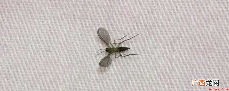 为什么垃圾桶里有小飞虫