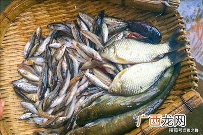 刺鳅有毒吗,广东十大淡水鱼？