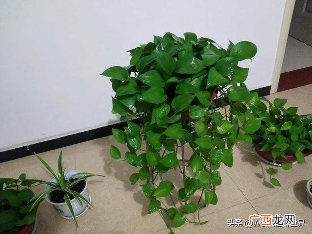 绿萝怎么养长得快,如何让一支绿萝快速爆盆？