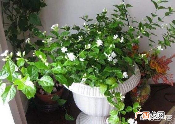 办公室养什么花,茉莉花喜阳么？要怎么养才好？适合放在办公室么？