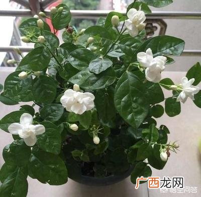 办公室养什么花,茉莉花喜阳么？要怎么养才好？适合放在办公室么？