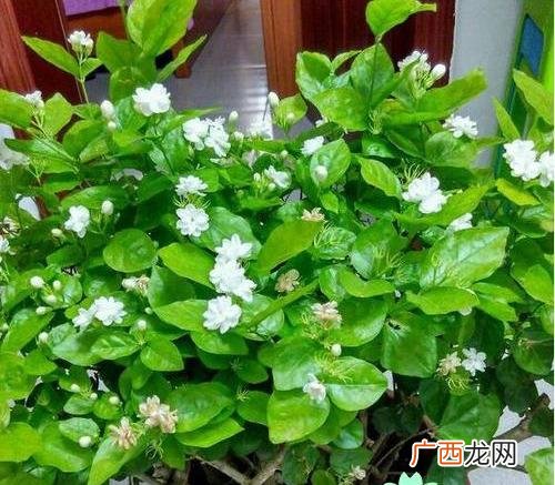 办公室养什么花,茉莉花喜阳么？要怎么养才好？适合放在办公室么？