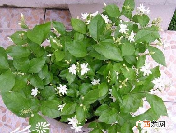 办公室养什么花,茉莉花喜阳么？要怎么养才好？适合放在办公室么？