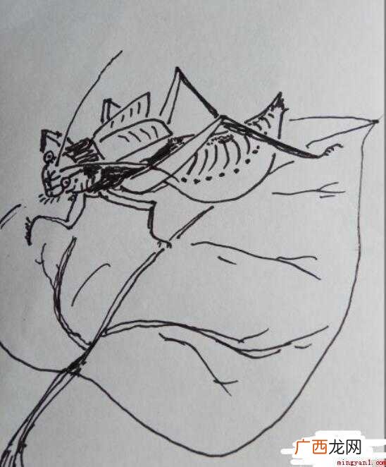 怎样画简笔画“蝈蝈” 怎样画简笔画蝈蝈