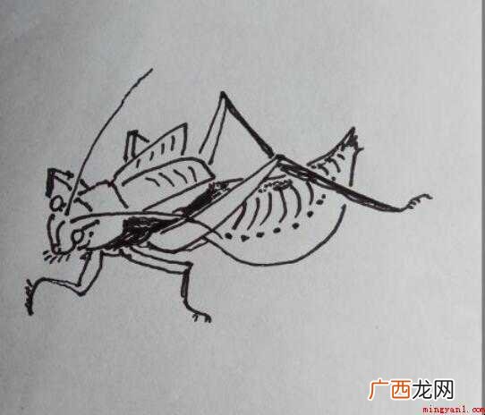 怎样画简笔画“蝈蝈” 怎样画简笔画蝈蝈