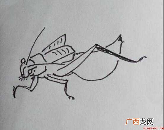 怎样画简笔画“蝈蝈” 怎样画简笔画蝈蝈