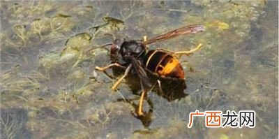 黄脚胡蜂筑巢时需要注意什么,黄脚胡蜂筑巢最适合的？