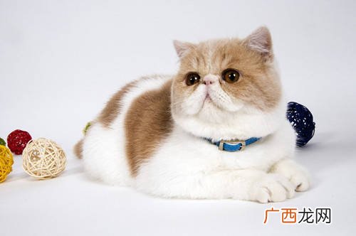 加菲猫好养吗,加菲串串好养吗？