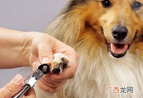 如何给狗剪指甲,正确修剪宠物狗趾甲的步骤是怎样的？