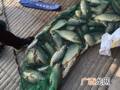 常见的食用淡水鱼,最干净十大淡水鱼排名？