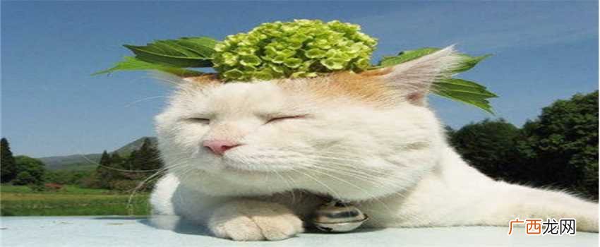 梦见猫咪开口说话是什么意思 梦见猫咪开口说话的预兆