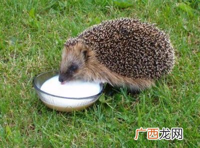 刺猬吃什么?,刺猬可以吃什么水果？