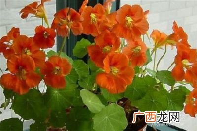 旱荷花的养殖方法和注意事项,碗莲旱莲怎么养？