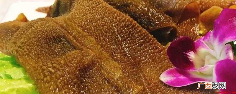 生牛百叶需煮多久能熟