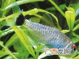 灯科鱼什么品种最好养,灯科鱼什么品种最好养？