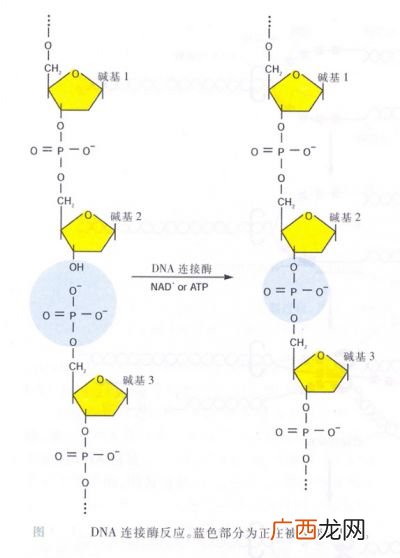 t4dna连接酶连接什么末端,T4DNA连接酶DNA聚合酶DNA连接酶RNA聚合酶，区别和需要他们的场所？