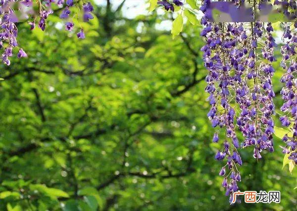 紫藤萝瀑布句子赏析,紫藤萝瀑布最后一段赏析？