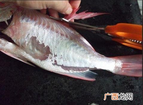 大眼鸡鱼有什么营养成分,大眼鱼和红石斑鱼有什么区别？
