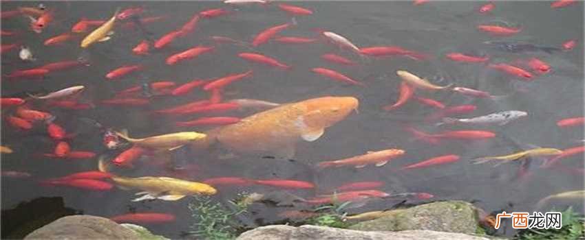 梦见大鱼预示着什么