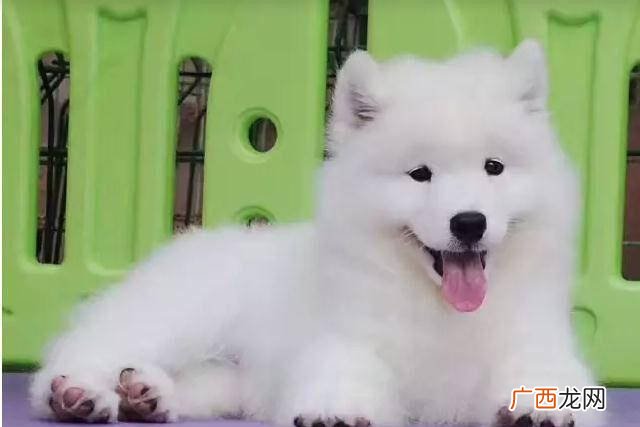 萨摩耶属于什么犬,什么是萨摩耶？