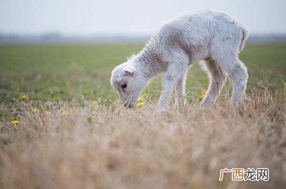 马和羊相配婚姻如何,一匹马和两只山羊的寓意？