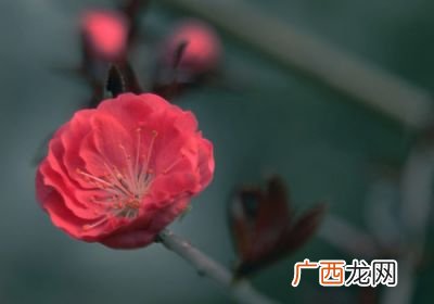 烂桃花是什么意思,桃花劫是什么意思？
