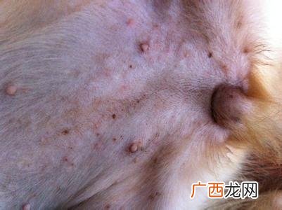 金毛得了脓皮症,我家的小金毛身上起了红疙瘩~~?