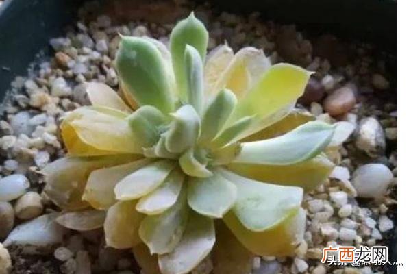 什么是多肉化水,多肉化水怎么救，多肉化水了怎么办？