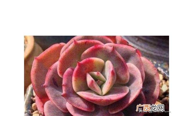 什么是多肉化水,多肉化水怎么救，多肉化水了怎么办？