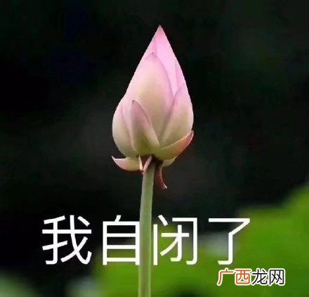 自闭是什么意思,开始自闭是什么意思？