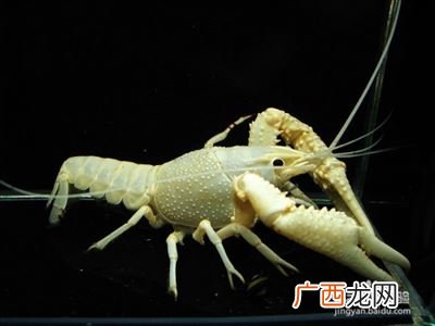 活虾怎么养,活虾买回来要怎么养？