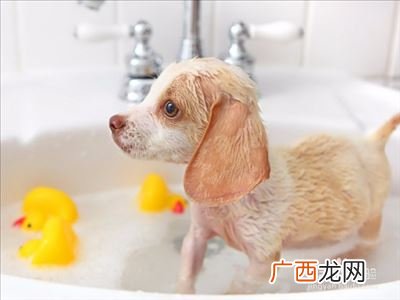 在家怎么给狗狗洗澡,幼犬在家可以洗澡吗？