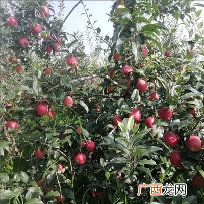 鲁丽苹果几年挂果,苹果最新品种鲁丽苹果怎样，有发展前途吗？